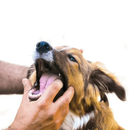 Escova de dente pet silicone bpa free livre maleável com estojo limpeza de dentes ultra macia 360°